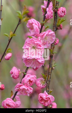 Flowering almond (Prunus triloba 'Rosenmund', Prunus triloba Rosenmund), cultivar Rosenmund Stock Photo