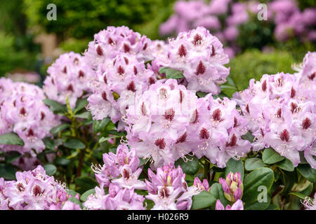 Catawba rhododendron, Catawba rose bay (Rhododendron catawbiense 'Humboldt', Rhododendron catawbiense Humboldt), cultivar Humboldt Stock Photo