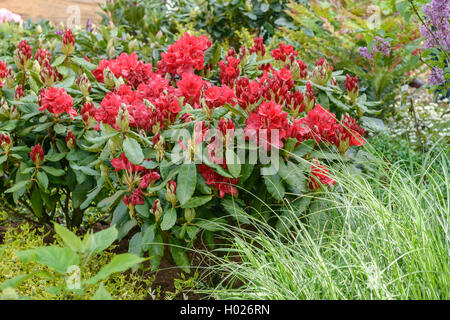 Catawba rhododendron, Catawba rose bay (Rhododendron catawbiense 'Nova Zembla', Rhododendron catawbiense Nova Zembla), cultivar Nova Zembla Stock Photo