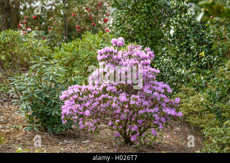 Rhododendron (Rhododendron praecox, Rhododendron x praecox, Rhododendron 'Praecox', Rhododendron Praecox), blooming Stock Photo