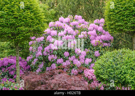 Catawba rhododendron, Catawba rose bay (Rhododendron catawbiense 'Roseum Elegans', Rhododendron catawbiense Roseum Elegans), cultivar Roseum Elegans Stock Photo