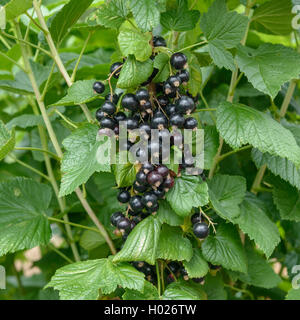 European black currant (Ribes nigrum 'Ben Tron', Ribes nigrum Ben Tron), cultivar Ben Tron, Germany, Saxony Stock Photo