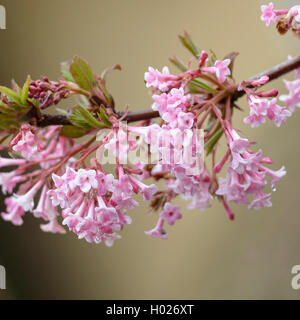 Winter Viburnum (Viburnum bodnantense 'Dawn', Viburnum bodnantense Dawn), cultivar Dawn, Germany Stock Photo