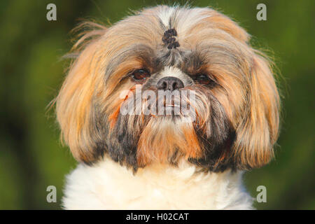 Shih Tzu (Canis lupus f. familiaris), two year old male dog, portrait, Germany Stock Photo