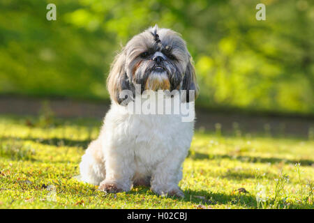 Shih Tzu (Canis lupus f. familiaris), two year old male dog sits  in a meadow , Germany Stock Photo