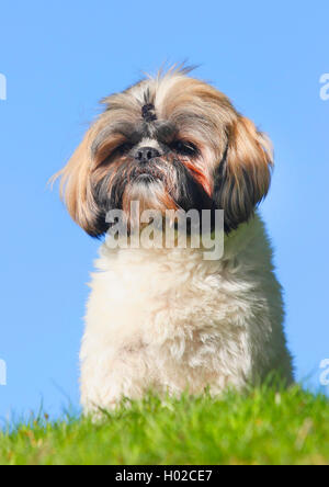 Shih Tzu (Canis lupus f. familiaris), two year old male dog sits in a meadow, Germany Stock Photo