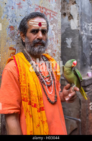 VARANASI, INDIA - 25 FEBRUARY 2015: Indian man pretending to be a sadhu holds parrot that shows wings. Fake holy men are common Stock Photo