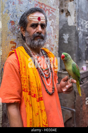 VARANASI, INDIA - 25 FEBRUARY 2015: Indian man pretending to be a sadhu holds parrot in street. Fake holy men are common on Indi Stock Photo