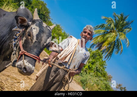 HAMPI, INDIA - 28 JANUARY 2015: Indian farmer on field with ox Stock Photo
