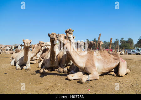 DARAW, EGYPT - FEBRUARY 6, 2016: Camels at Camel market. Stock Photo