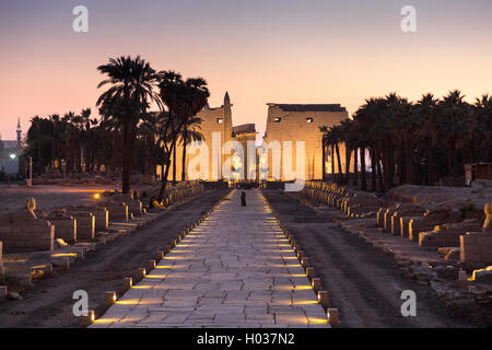 Night shot of Avenue of Sphinxes at Luxor temple. Stock Photo