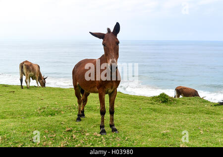 Landscape of Eastern Cape near Coffee Bay, South Africa Stock Photo