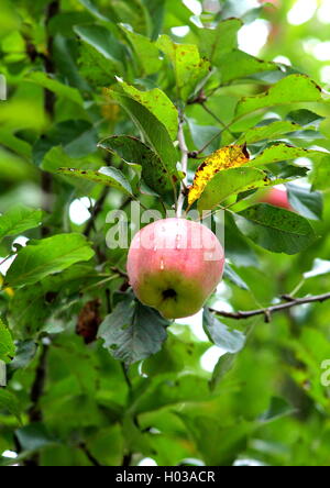 Ripe red apple with water drops on the apple tree. Stock Photo