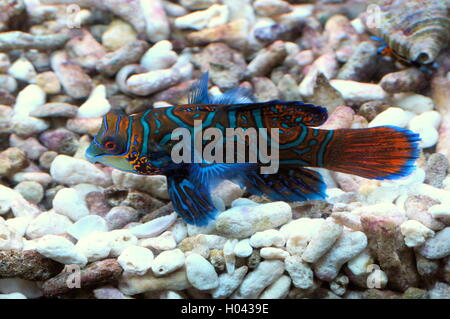 Mandarinfish or mandarin dragonet (Synchiropus splendidus), native to the tropical Pacific Ocean Stock Photo