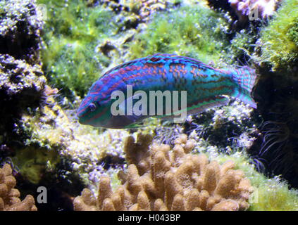 Tail-spot wrasse or Hoeven's Wrasse (Halichoeres melanurus), native to the Pacific Ocean - Japan, Samoa, Great Barrier Reef Stock Photo