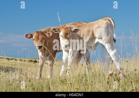 pair of calves grazing on the hill in summer Stock Photo