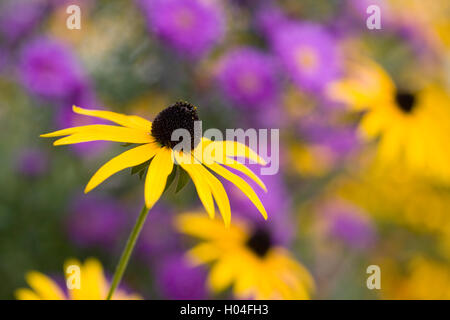 Rudbeckia flowers growing in an herbaceous border. Stock Photo