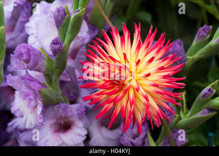 Floral display with Dahlia 'Tahiti Sunrise' and Gladioli flowers at RHS Wisley Flower show, Surrey, England Stock Photo