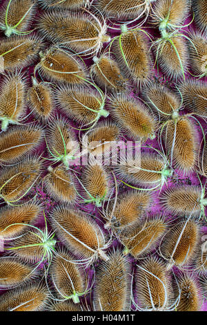 Dried teasel seed heads pattern Stock Photo