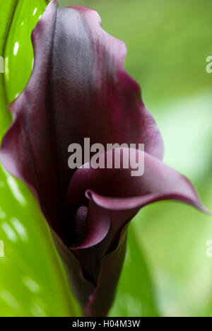Calla Lily - Black main image 0