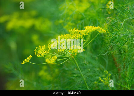 ANETHUM GRAVEOLENS DILL Stock Photo