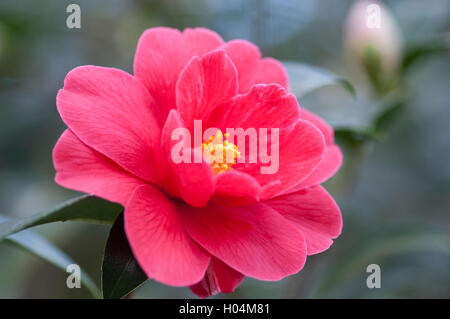 CAMELLIA JAPONICA FREEDOM BELL Stock Photo
