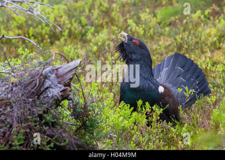 Western Capercaillie (Tetrao urogallus), adult male displaying Stock Photo