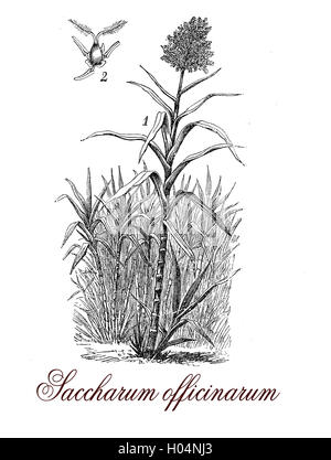 Saccharum officinarum or sugar cane is a strong-growing grass originated from Asia, the stems are cultivated worldwide for sugar production.The stems can reach 5 mt. (16ft.) in height and the internodes contain a sugary sap. Stock Photo