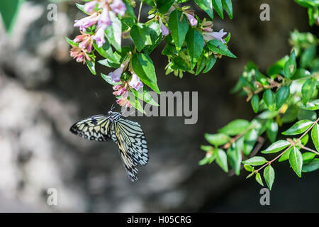 Idea leuconoe, also know as Paper Kite Butterfly Stock Photo