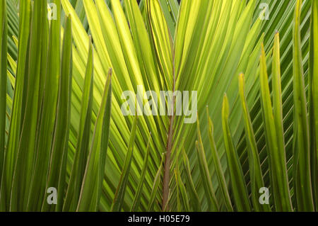 Pattern of green palm branches in layers Stock Photo