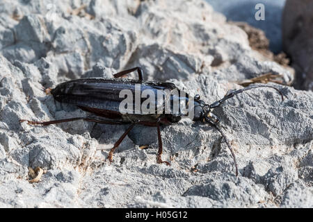 Palo Verde Beetle (Derobrachus geminatus), Southern Arizona, USA Stock Photo