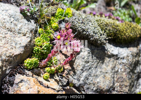 Common houseleek (Sempervivum tectorum or Sempervivum alpinum) flowering at 2000m altitude on rocky ground in the Swiss Alps. Stock Photo