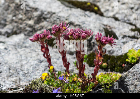 Common houseleek (Sempervivum tectorum or Sempervivum alpinum) flowering at 2000m altitude on rocky ground in the Swiss Alps. Stock Photo