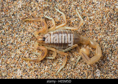 Common Yellow Scorpion (Buthus Occitanus) Stock Photo