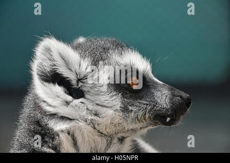 Close up portrait of one cute ring-tailed lemur (aka lemur catta, maky or Madagascar cat) in profile Stock Photo
