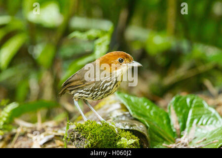 chestnut-crowned antpitta (Grallaria ruficapilla) adult standing on floor of rainforest in Andes, Ecuador Stock Photo