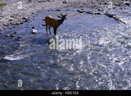 Female elk (Cervus canadensis) standing in a shallow area of a flowing stream in Yellowstone National Park Stock Photo