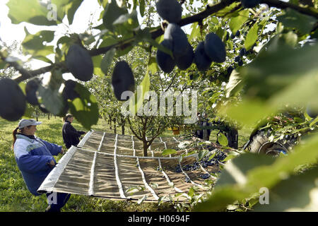 Vizovice, Czech Republic. 20th Sep, 2016. The Rudolf Jelinek Original Czech Distilleries finishes harvesting plums from its own plum orchards in Vizovice, Czech Republic, on September 20, 2016. © Dalibor Gluck/CTK Photo/Alamy Live News Stock Photo