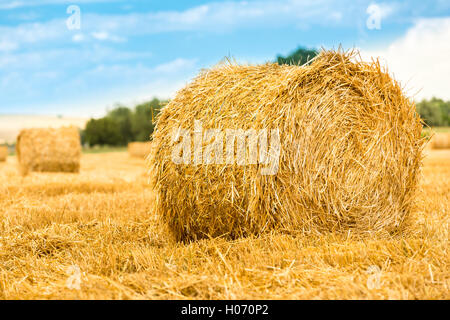 Large round straw bale, in focus, on a harvested wheat field Stock Photo
