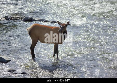 Female elk (Cervus canadensis) standing in a shallow area of a flowing stream in Yellowstone National Park Stock Photo