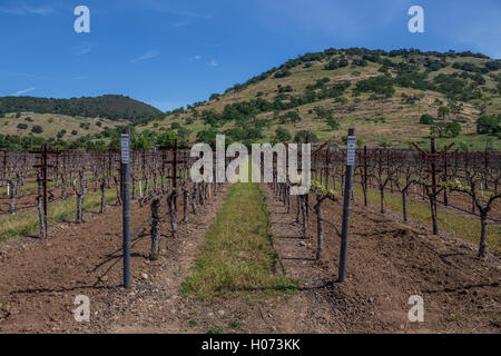 Vineyard, Paraduxx Winery, Paraduxx Winery, Yountville, Napa Valley, California, United States, North America Stock Photo