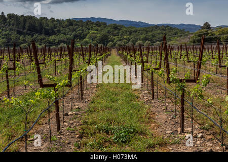 Vineyard, Paraduxx Winery, Yountville, Napa Valley, California, United States, North America Stock Photo