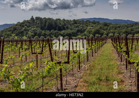 Vineyard, Paraduxx Winery, Yountville, Napa Valley, California, United States, North America Stock Photo