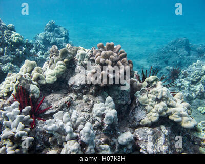 Red pencil sea urchin colony Stock Photo