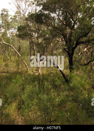 Trees in a glade, Wollemi National Park, New South Wales Stock Photo