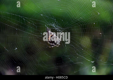 Michigan jumping spider with moth in web Stock Photo