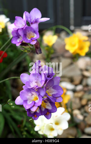 Colorful freesias refracta alba or known as  freesias after rain with purple flowers in focus Stock Photo