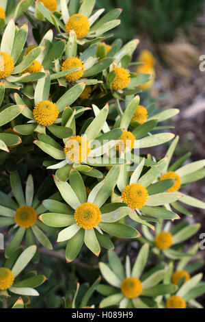 Leucadendron gandogeri Proteas or known as Broad Leaf Cone Bush flowers Stock Photo