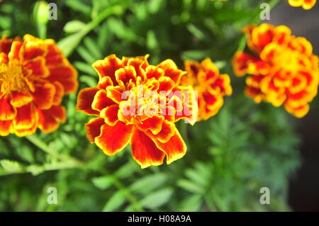 Red carnation flowers Stock Photo