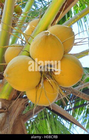 Red coconuts on a tree in Vietnam Stock Photo